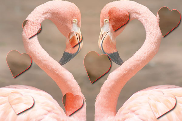 pink-flamingo