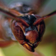 Wasp Headshot