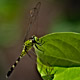 Pennant Dragonfly